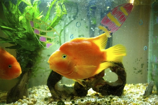 Jour 7 - Même les poissons ont été transformés en lutins sous-marins...