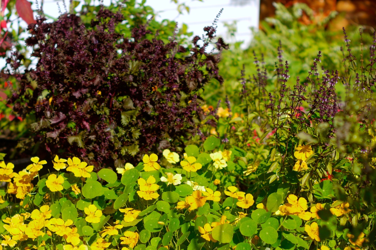 Place aux contrates avec les capucines sur fond de shiso pourpre et de fleurs de basilic thaï.