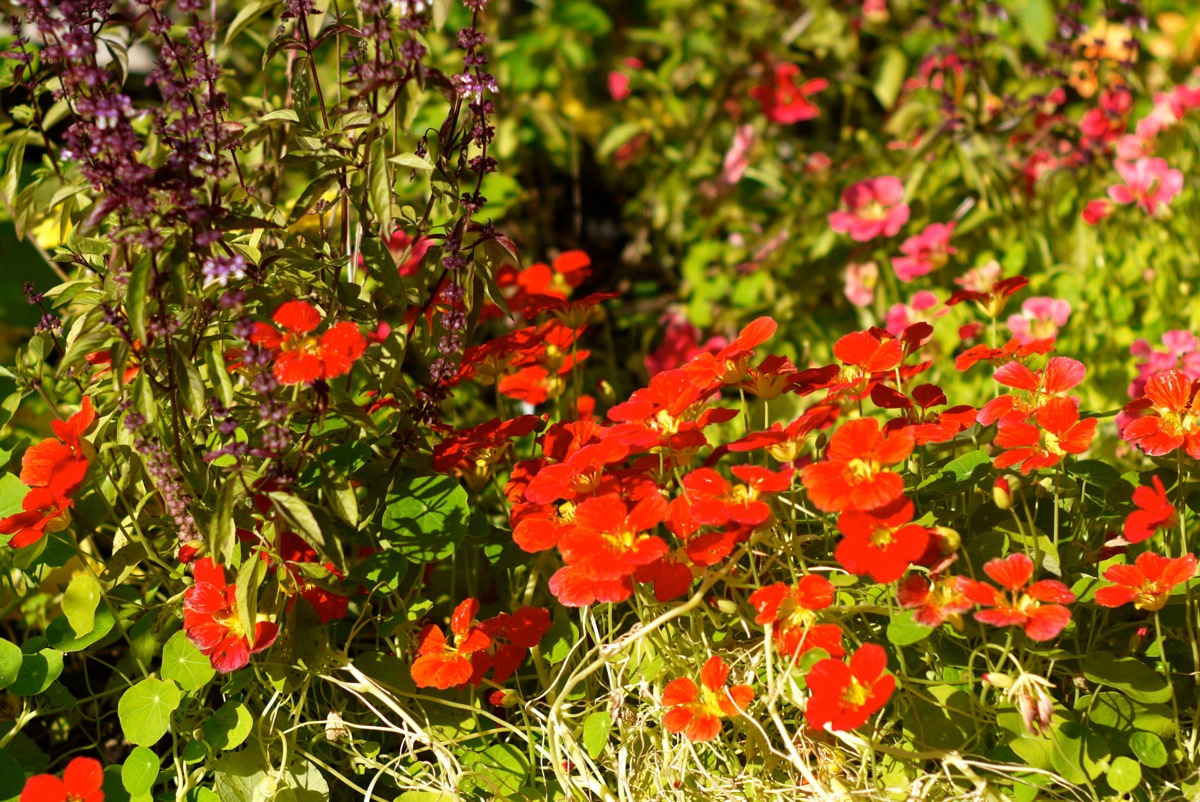 Capucines rouges.