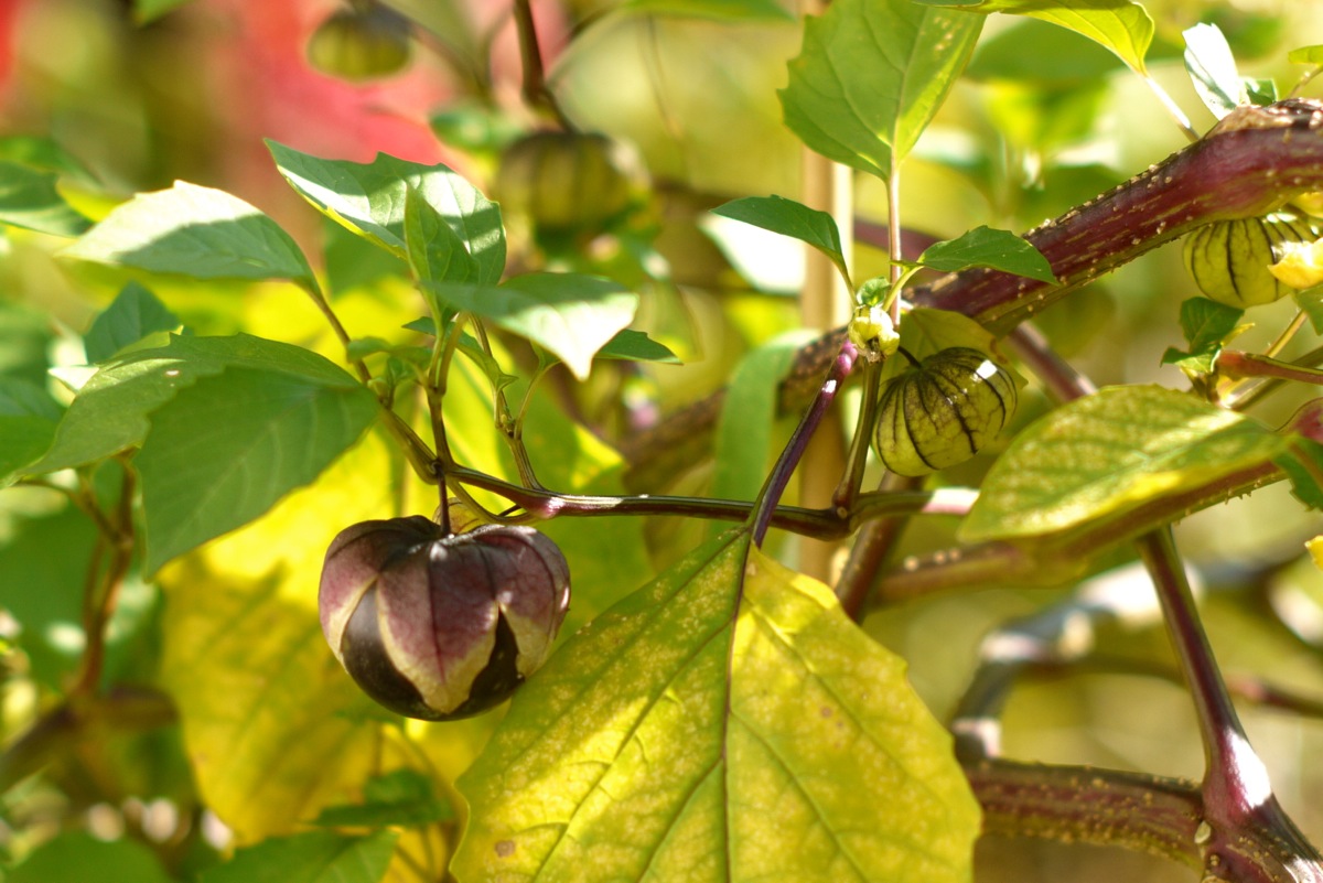 Tomatille pourpre: essentielle pour ma salsa verde!