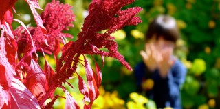 Derrière un majestueux plant d’amarante, ma coquine «butine» les plants de capucine en espérant faire du miel... Potager d’automne: la vie après les tomates
