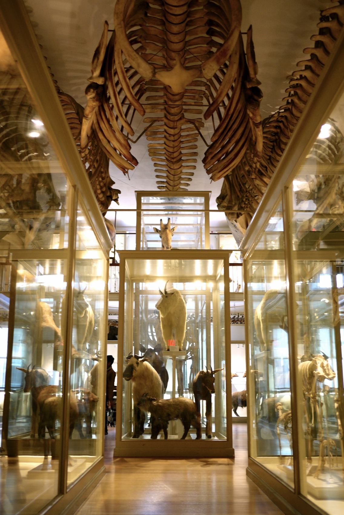 Harvard Museum of Natural History: un coup de cœur.