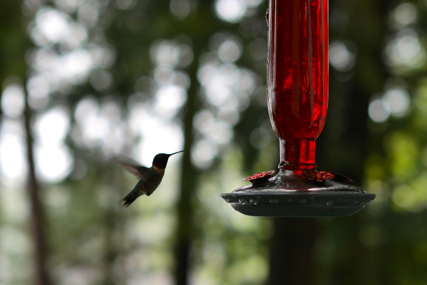 Colibri au chalet