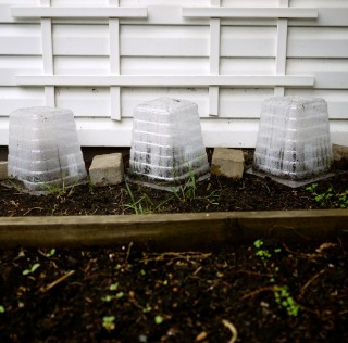 Cloche pour semis extérieurs. Cloches pour semis: quelques essais printaniers