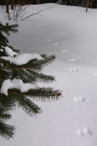 Pistes-de-lievre-004.jpg