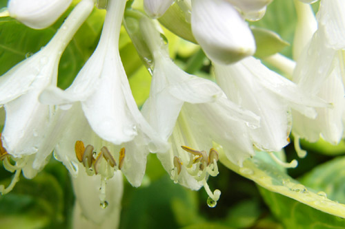 fleurs_hostas_pluie.jpg