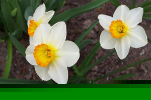 Jonquilles Flower Record