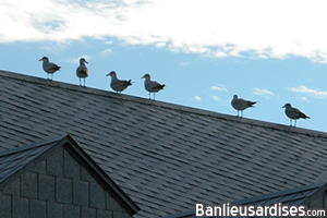 mouettes.jpg