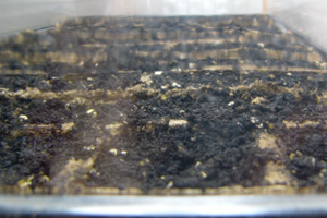 piments2005b.jpg
