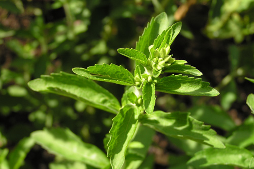 stevia.jpg