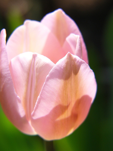 tulipe_oiseau.jpg