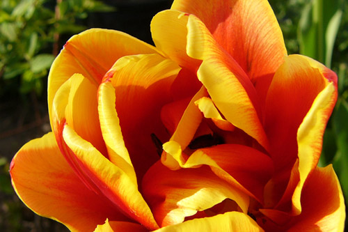 tulipes_fleur_pivoine.jpg