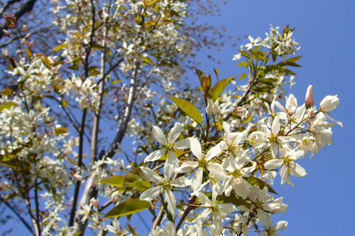 Amelanchier-en-fleurs-002.jpg