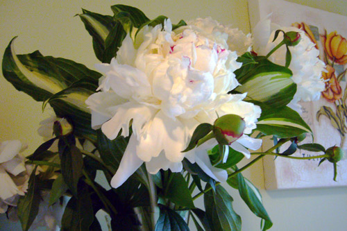 Bouquet-pivoines-et-hostas-.jpg