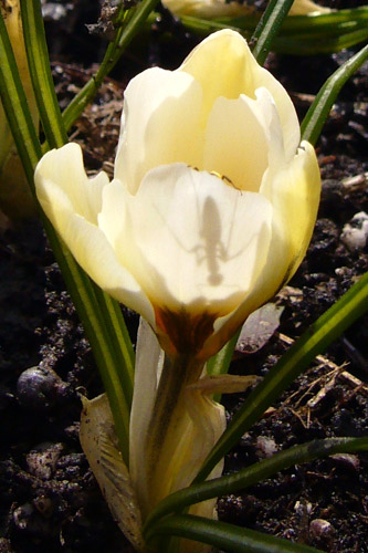 Crocus-snowbunting---2006-0.jpg