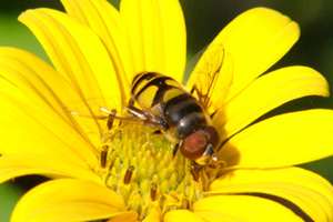 Fleurs-et-abeilles-009.jpg