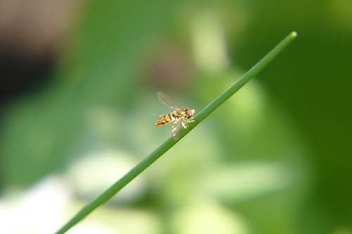 Fleurs-et-abeilles-051.jpg