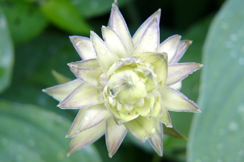 Macros-fleurs-hostas.jpg