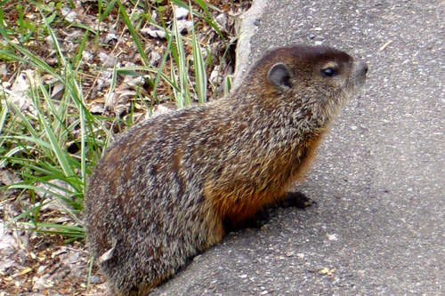 Marmotte-2006b-004.jpg