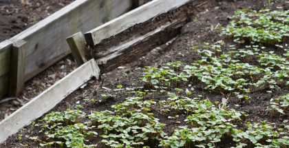 Potager à rafistoler