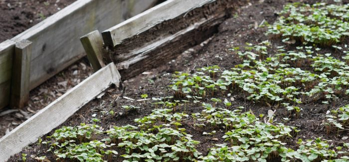 Jachère obligée: le sarrasin comme engrais vert