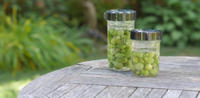 Mini tomates lactofermentées : des vertes et des pas mûres en saumure