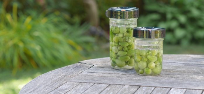 Mini tomates lactofermentées : des vertes et des pas mûres en saumure