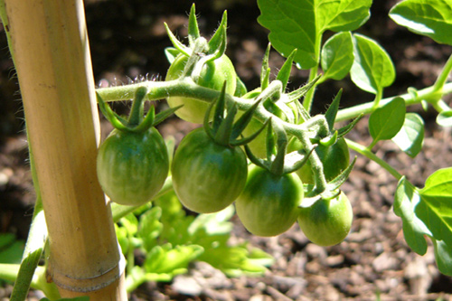 Tomates-2005-001.jpg
