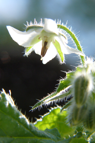 bourrache_blanche_potager.jpg