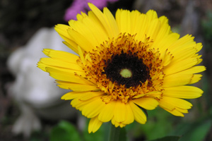 calendula.jpg