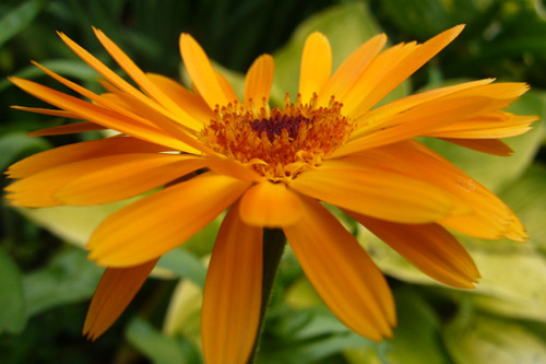 calendula_macro.jpg