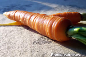 Carottes du potager