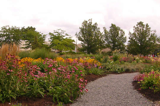 Les échinacées du Centre de la nature