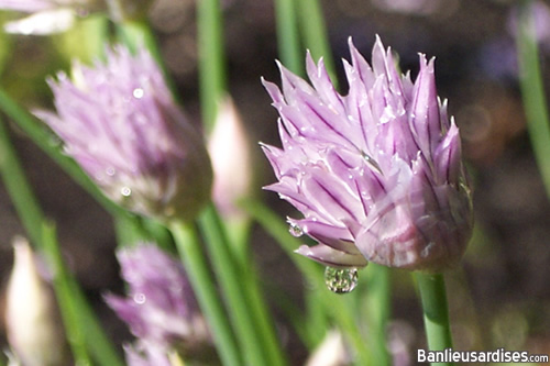 Fleur de ciboulette et larme de pluie