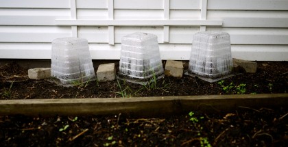 Cloche pour semis.