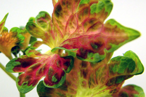 coleus.jpg