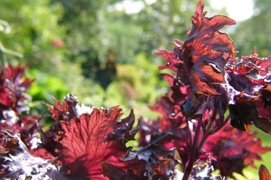 Mes excuses au shiso pourpre…