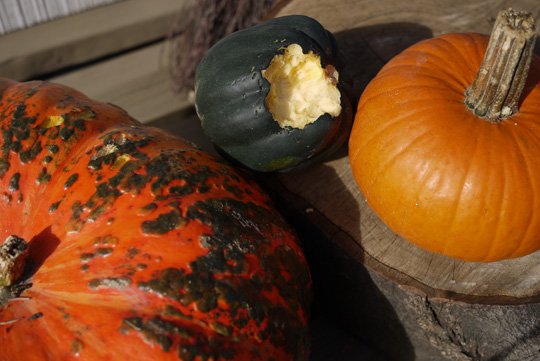 Des idées pour apprêter la courge