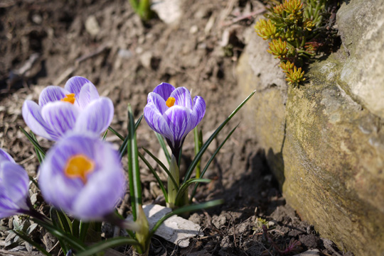 Des crocus pour Pâques!