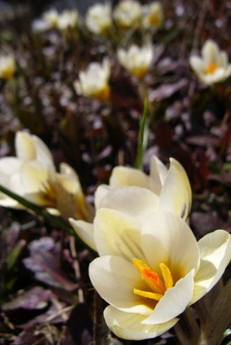 crocus_snowbunting_2007.jpg