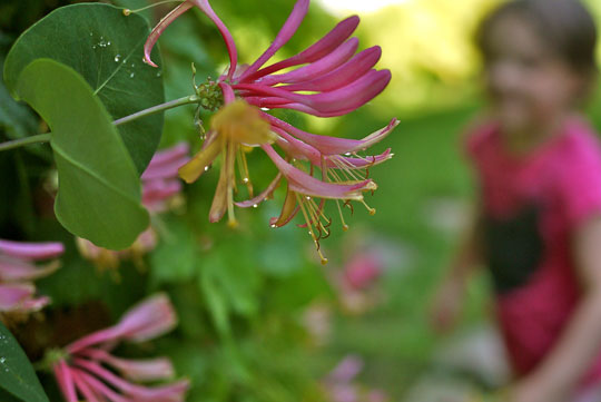 La fleur sucrée du chèvrefeuille grimpant