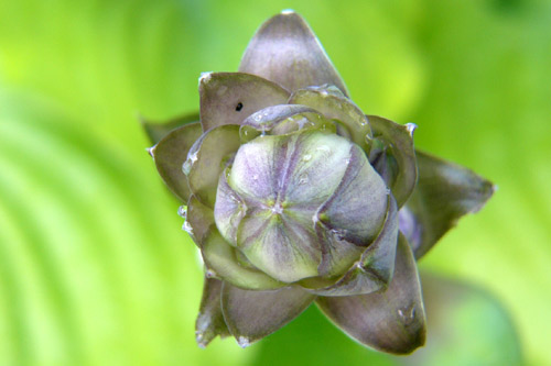 fleurs_hostas_2.jpg