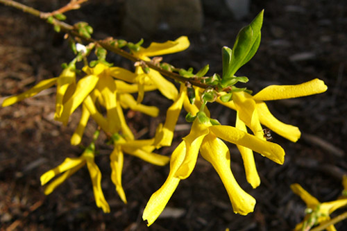 forsythia.jpg