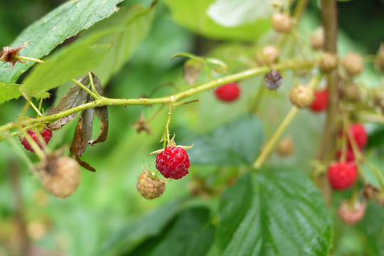 Framboises d’automne