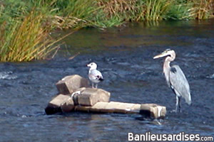 heron_mouette.jpg