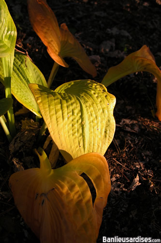 hosta_automne.jpg