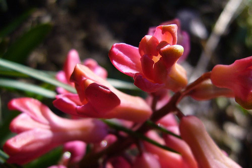 hyacinthe_rose.jpg