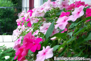 impatiens_bacs.jpg