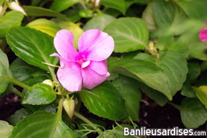 Les premières impatiens