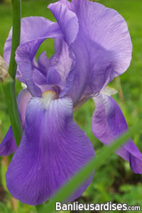 Iris mauve